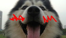 哈士奇 漫画,欢乐逗趣的宠物日常